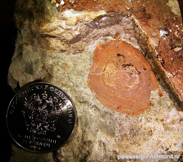 девон, Glyptolepis, кистеперые, наровские слои