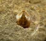 Lingula orientalis Golowkinsky