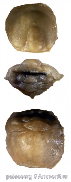 Agnostida, Trilobitomorpha, Agnostina, Geragnostus