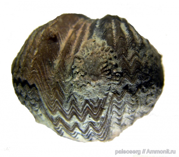 Platystrophia lynx, Philhedra kegelensis