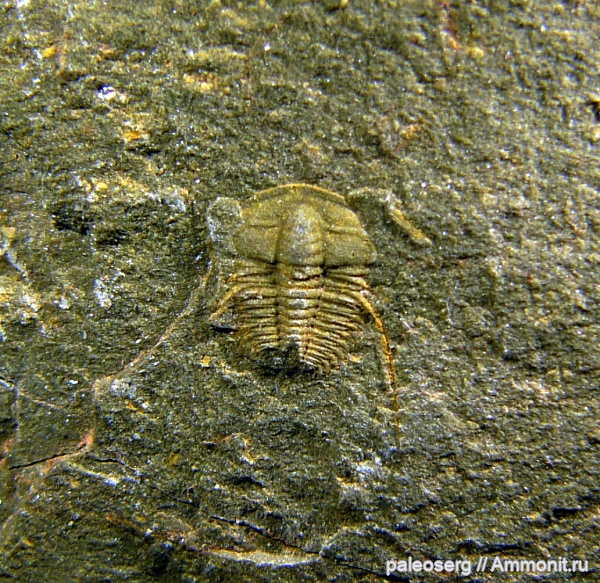 Protoleninae, Ellipsocephalidae, онтогенез