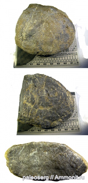 Находки из разных мест