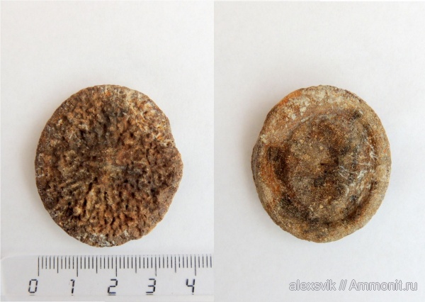 неоген, Cetotherium, сармат, р. Мокрый Апчас