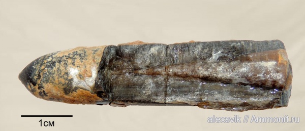 белемниты, мел, фрагмоконы, Горячий Ключ, Cretaceous, belemnites, phragmocones