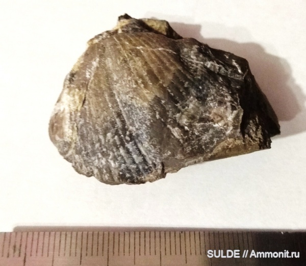 брахиоподы