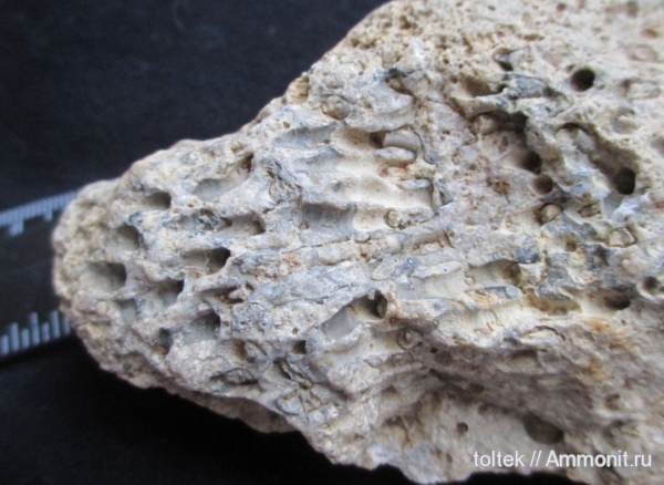 Syringoporida, р. Хопер