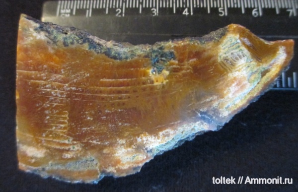 ругозы, Rugosa, р. Хопер