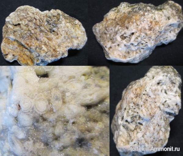 Fusulinida, р. Хопер