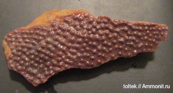 плакодермы