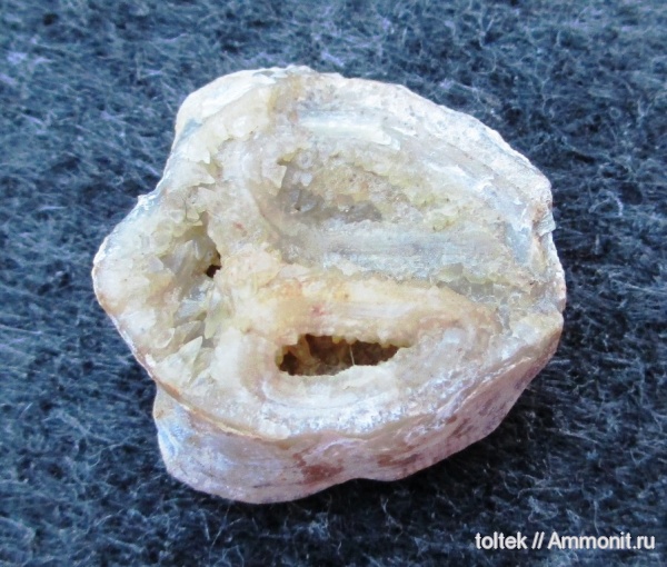 Atrypa, ручной аппарат, Rhynchonellata, Atrypidae, brachiopod lophophore