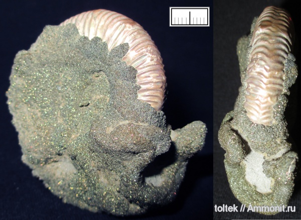 Binatisphinctes, микроконхи, ушки, устье, Microconchs, lappets