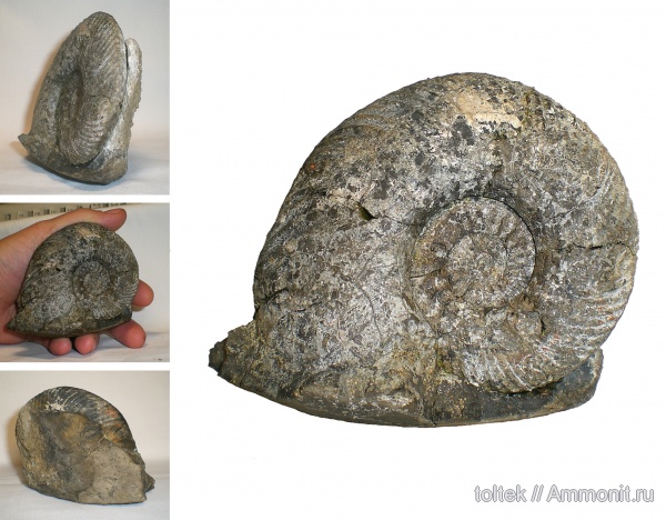 Quenstedtoceras, Quenstedtoceras lamberti