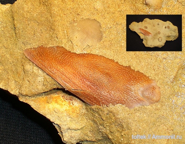 Theodossia, плакодермы, Spiriferida, Theodossiidae, Theodossia evlanensis