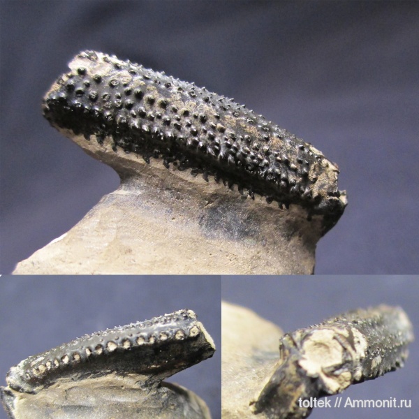 ракообразные