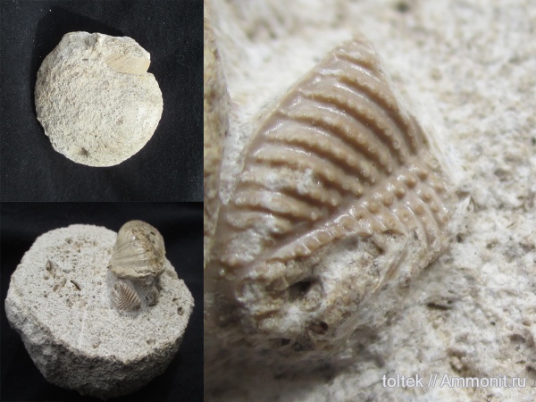 Phillipsiidae, Eocyphinium, Eocyphinium sp