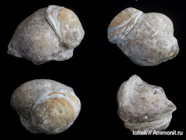 Atrypa, Atrypida, брахиопода-прилипала, encrustation of brachiopods, Epizoans