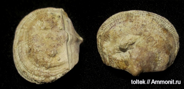 Schuchertella, Schuchertella devonica