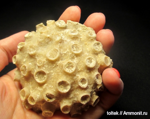 Rugosa, Pachyphyllum, Phillipsastraea ibergense