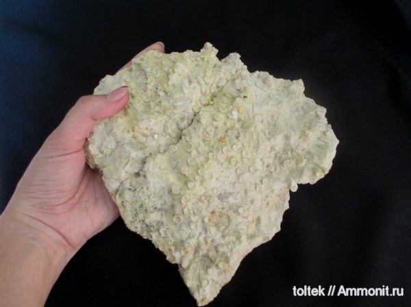 Rugosa, обрастание, Epizoans, Peneckiella