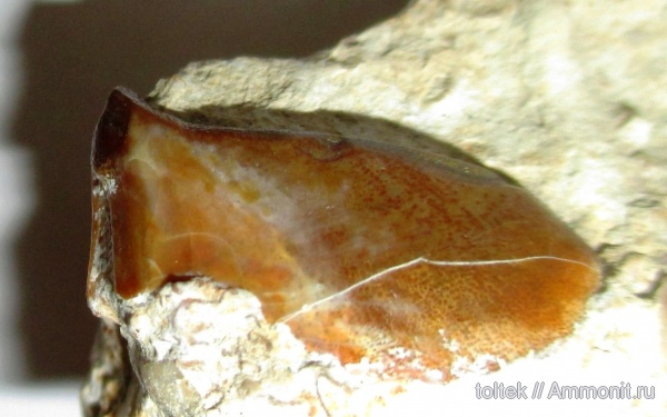 плакодермы, Ptyctodus