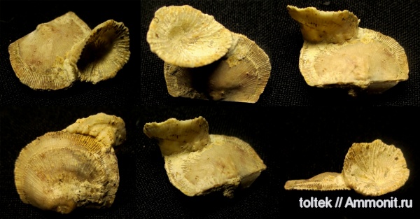 Atrypida, обрастание, Schuchertella, encrustation of brachiopods, Schuchertella devonica, Epizoans, Palaeoconchus, Поселения кораллов на створках брахиопод