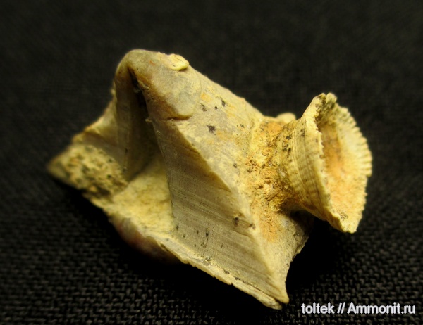 Spiriferida, Cyrtospirifer tenticulum, encrustation of brachiopods, Epizoans, Поселения кораллов на створках брахиопод