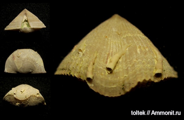 Spiriferida, Microconchida, обрастание, Cornulites, encrustation of brachiopods, Epizoans, Palaeoconchus