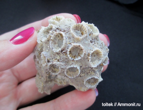 Rugosa, Pachyphyllum, Phillipsastraea ibergense