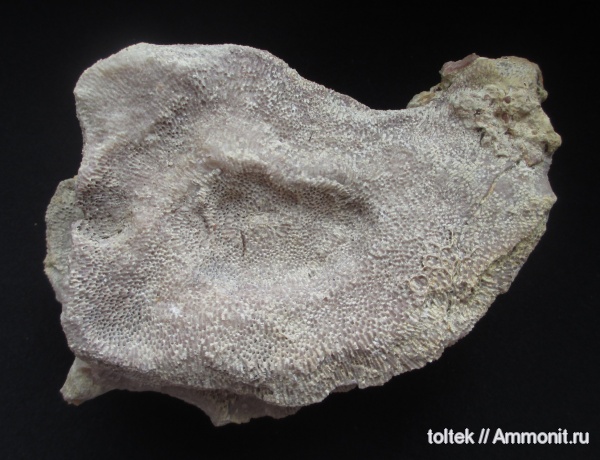 Aulopora, Rugosa, обрастание, Auloporida, Alveolites, Epizoans