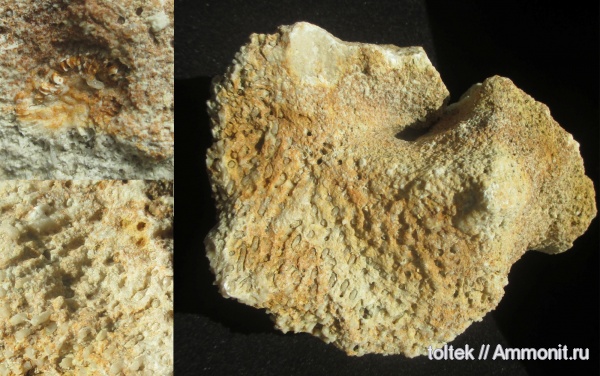 Syringoporida, р. Хопер