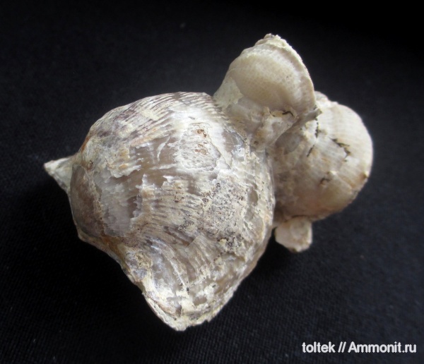 ругозы, Atrypa, Atrypida, обрастание, encrustation of brachiopods, Epizoans, Поселения кораллов на створках брахиопод