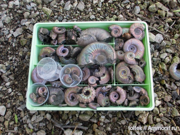 Kosmoceras, Funiferites, Binatisphinctes, Erymnoceras, Brightia