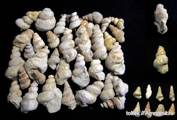 Murchisonia, Holopella