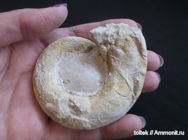 Euomphalus, Euomphalus circularis