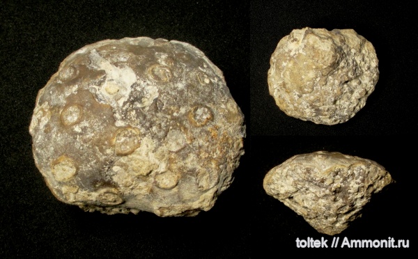 Tremabolites