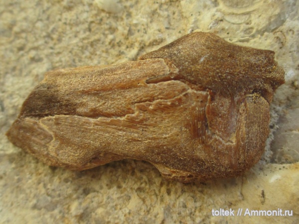 плакодермы, Placodermi