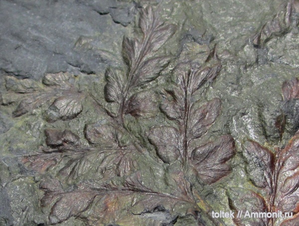 птеридоспермы, Mariopteris, Вайя