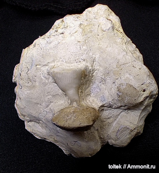 Theodossia, обрастание, encrustation of brachiopods, Epizoans Theodossia, обрастание, encrustation of brachiopods, Epizoans