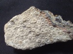 Ромашки каменноугольного периода
