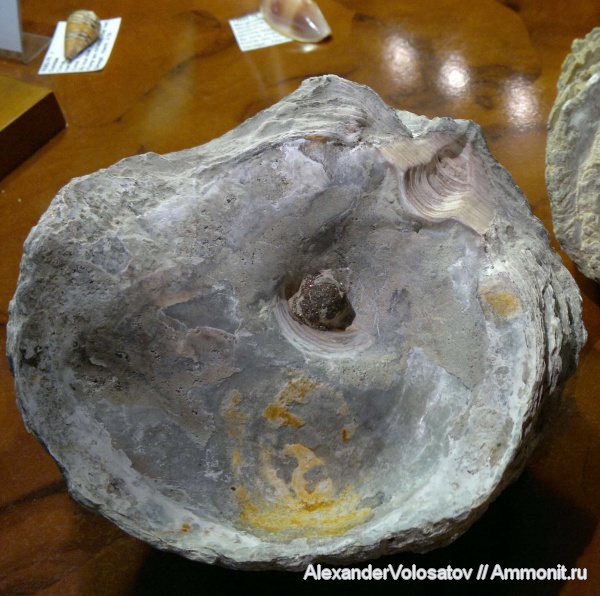 окаменелости, Ostrea, Fossils, Ostrea polyphaema