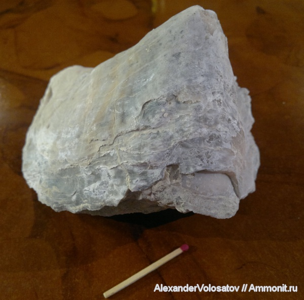 окаменелости, Ostrea, Fossils, Ostrea polyphaema