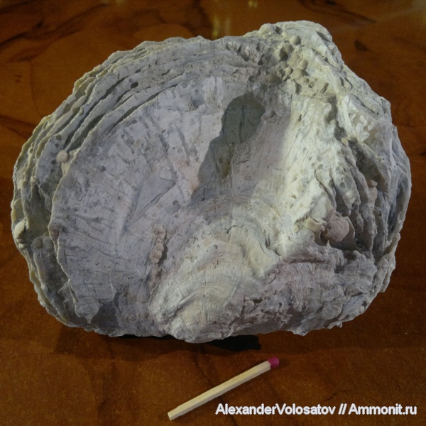 окаменелости, Ostrea, Fossils, Ostrea polyphaema