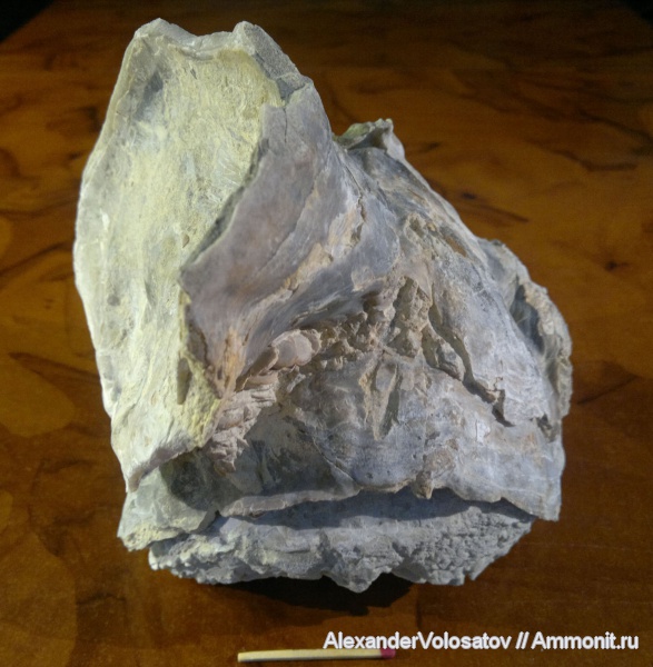 окаменелости, Ostrea, Fossils, Ostrea polyphaema