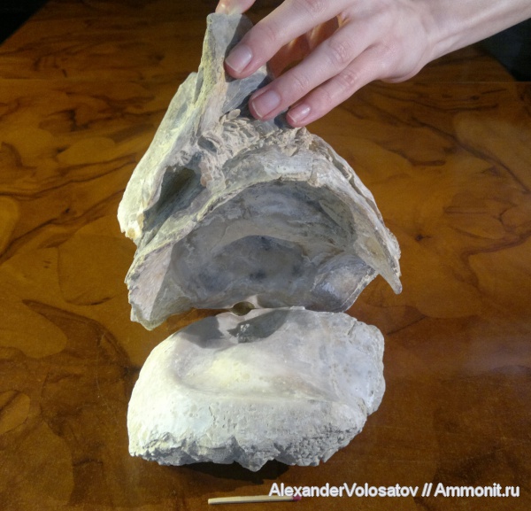 окаменелости, Ostrea, Fossils, Ostrea polyphaema