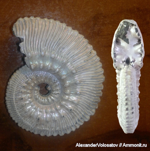 Kosmoceras, Kosmoceras proniae