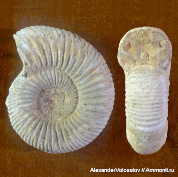 аммониты, Ammonoidea, Ammonites