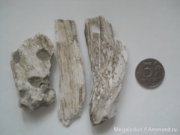 палеоген, эоцен, окаменевшее дерево, Вольск