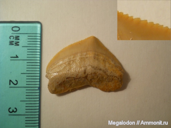 мел, Марокко, маастрихт, Squalicorax, зубы акул, Lamniformes, Anacoracidae, Maastrichtian, Cretaceous, shark teeth