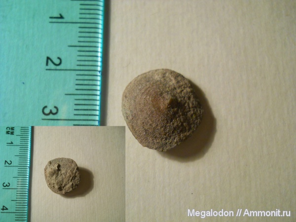 брахиоподы, ордовик, Pseudocrania, Ordovician