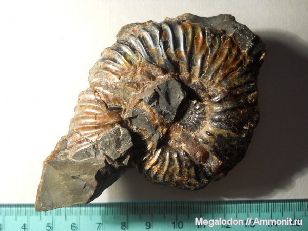 аммониты, мел, Deshayesites, апт, Ammonites, Балаково, Aptian, Cretaceous